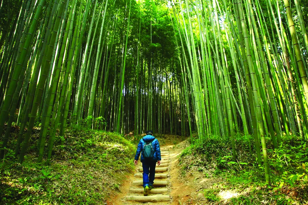 5 Rừng tre Ahopsan 2.jpg