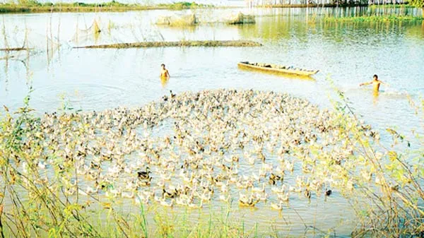 Nuôi vịt chạy đồng 