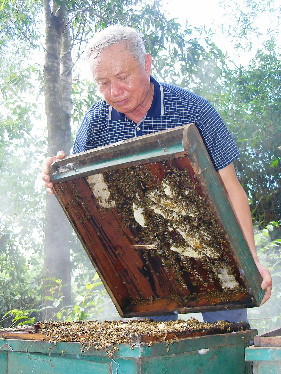 Gian nan “quay ong” lấy mật ảnh 1