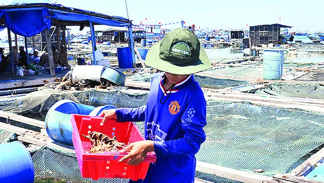 Biếc xanh đảo Phú Quý ảnh 1