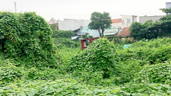 Quy hoạch treo nhiều năm khiến người dân không được xây dựng mới nhà cửa, hình thành những khu phố lụp xụp, đất đai bỏ hoang