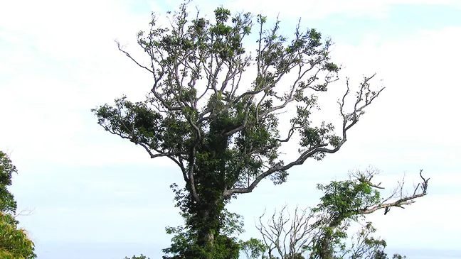 Lá phổi xanh Sơn Trà ảnh 5