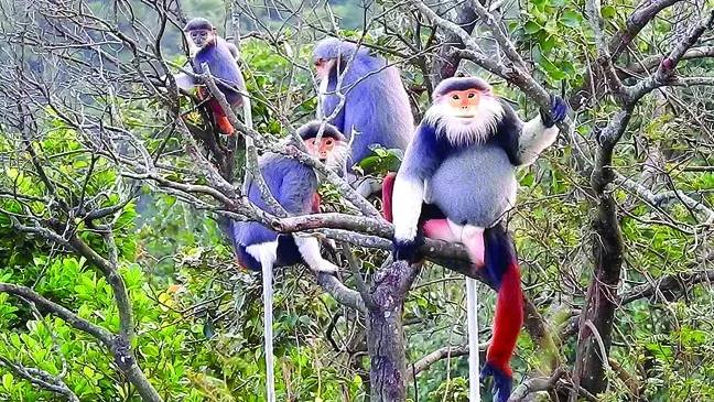 Lá phổi xanh Sơn Trà ảnh 3