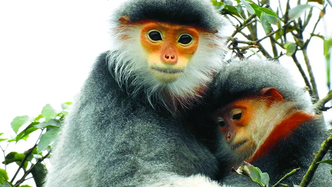 Lá phổi xanh Sơn Trà ảnh 4