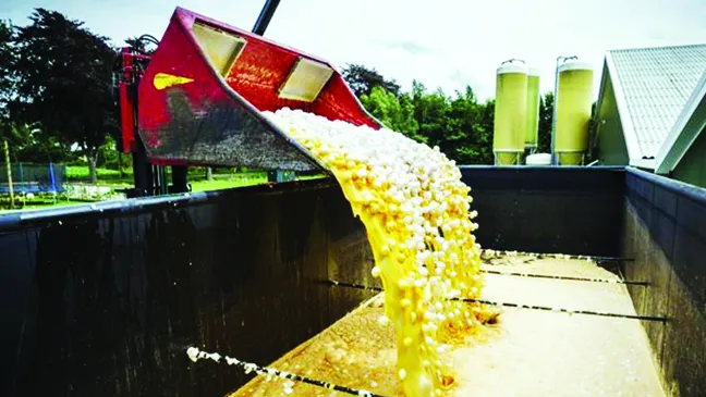Tiêu hủy trứng gà nhiễm fipronil tại một trang trại ở Hà Lan                                              Ảnh: EPA