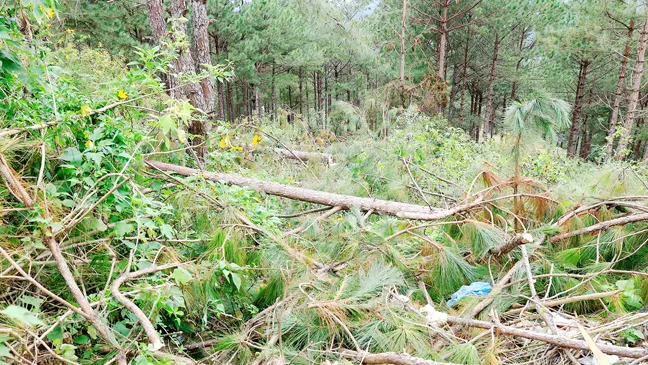 Hiện trường vụ phá rừng