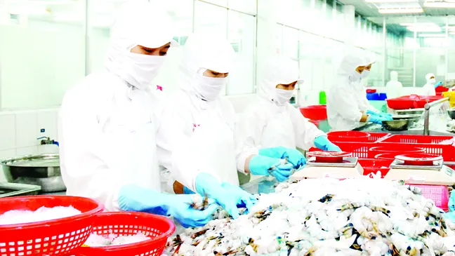 Chế biến tôm  xuất khẩu. Ảnh:  CAO THĂNG