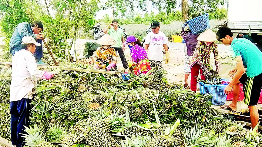 Sản xuất dứa xuất khẩu tại đồng bằng sông Cửu Long