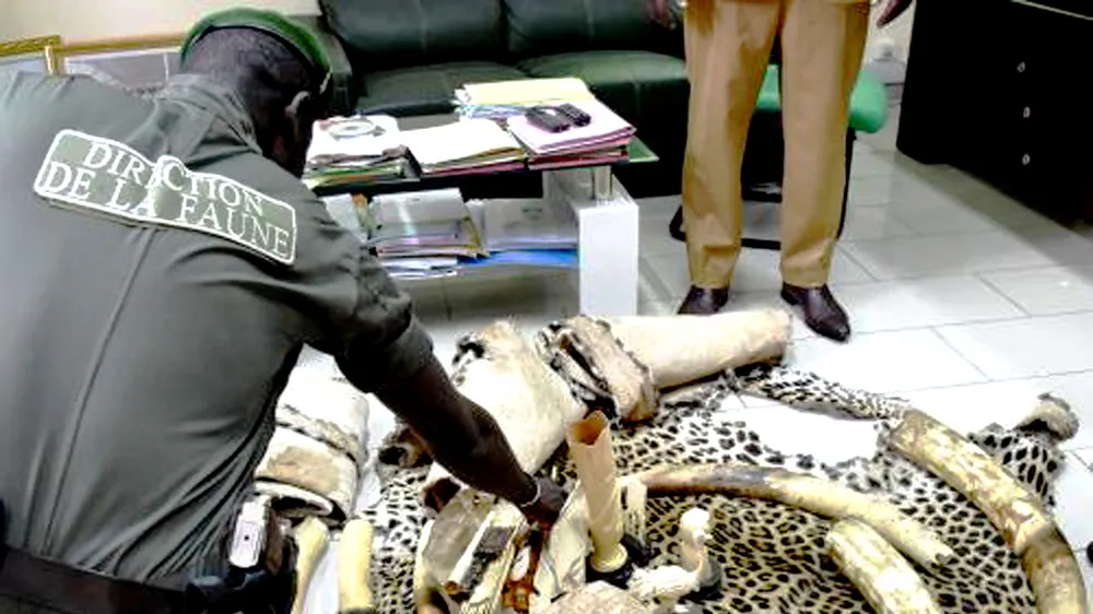 Kiểm soát chặt chẽ buôn bán ngà voi sẽ giúp  loài động vật hoang dã này tránh được nguy cơ tuyệt chủng