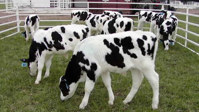 Gia súc biến đổi gien chữa MERS