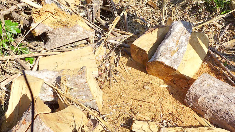 Gỗ được xẻ nằm ngổn ngang chờ đưa ra khỏi rừng                                      Ảnh: HOÀNG BẮC