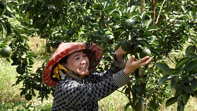 Người dân huyện Tân Uyên vui với vườn cam trĩu quả