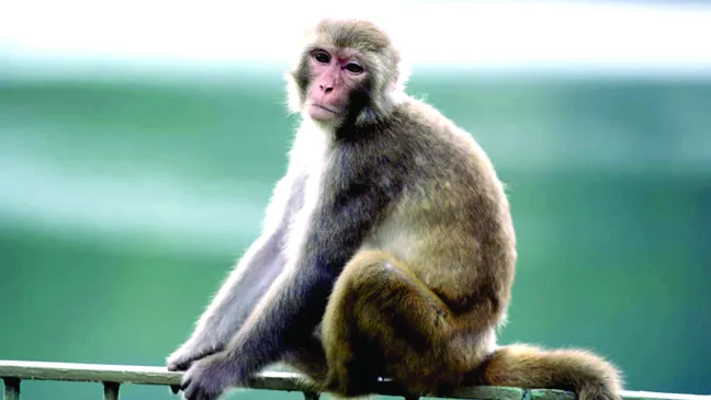 Khỉ bắt cóc trẻ em