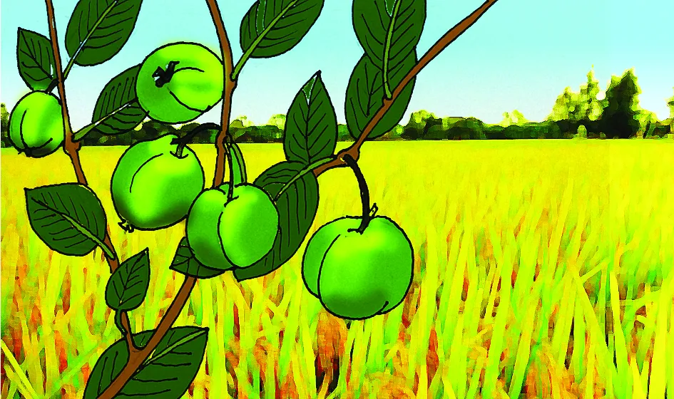 Nhớ nhung cánh đồng