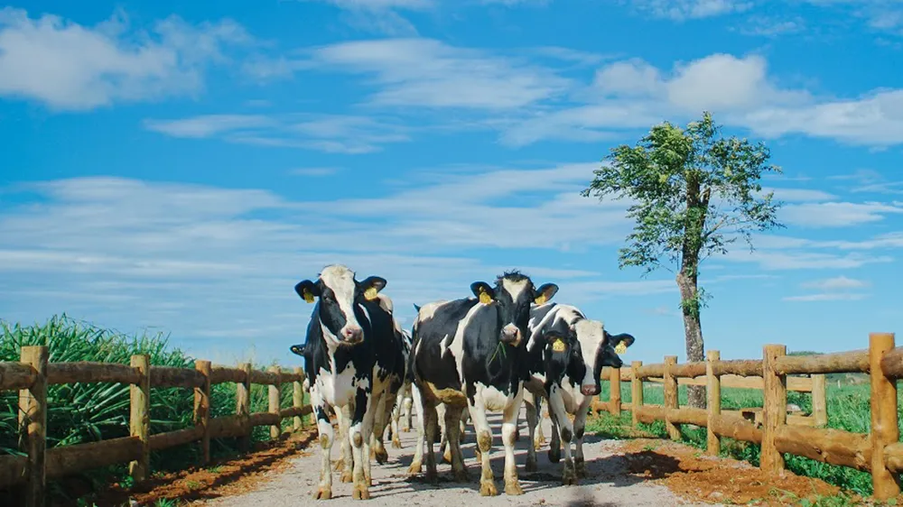 Vinamilk tiếp tục dẫn đầu là thương hiệu được lựa chọn nhiều nhất tại Việt Nam