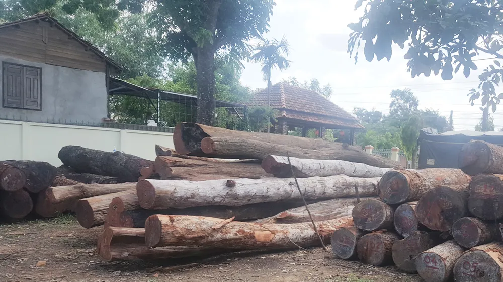 Truy nã em trai trùm gỗ lậu Phượng “râu” ảnh 2