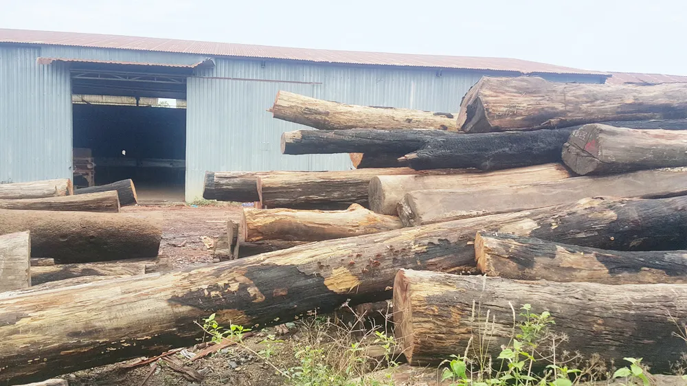 Truy nã em trai trùm gỗ lậu Phượng “râu” ảnh 1