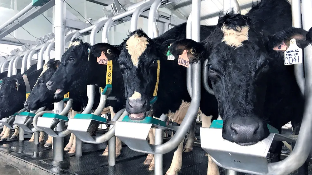 Vinamilk sản xuất sữa A2 đầu tiên tại Việt Nam