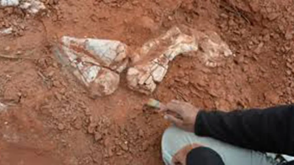 Sẽ tái tạo lại xương của khủng long Ingentia Prima