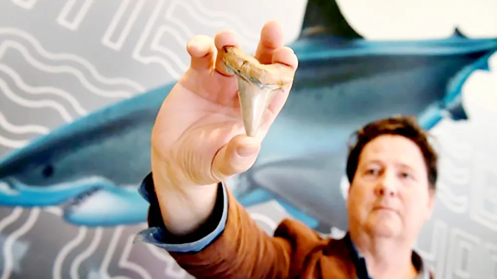 Phát hiện răng cá mập khổng lồ