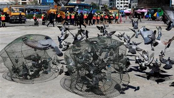 Nhân viên Cơ quan Quản lý Đô thị Bangkok (BMA) bắt bồ câu tại một quảng trường ở thủ đô Thái Lan ngày 26-9-2018. REUTERS