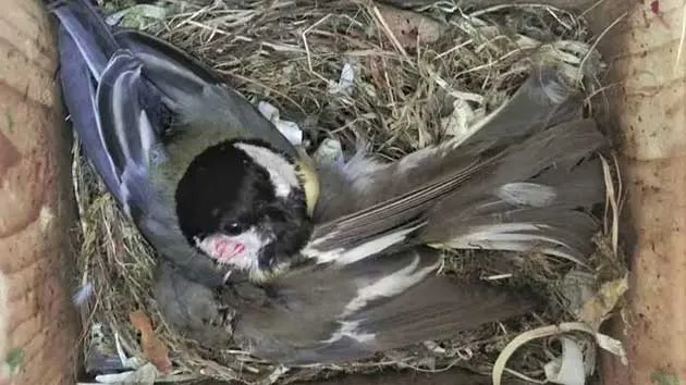 Biến đổi khí hậu đe dọa nhiều loài chim