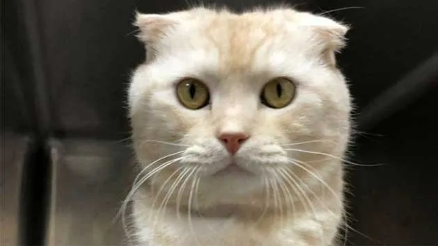 Bị phạt vì chuyển mèo qua đường bưu điện