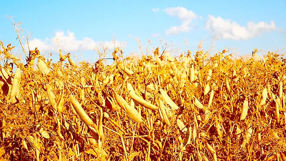 1,4 triệu người Trung Mỹ thiếu lương thực