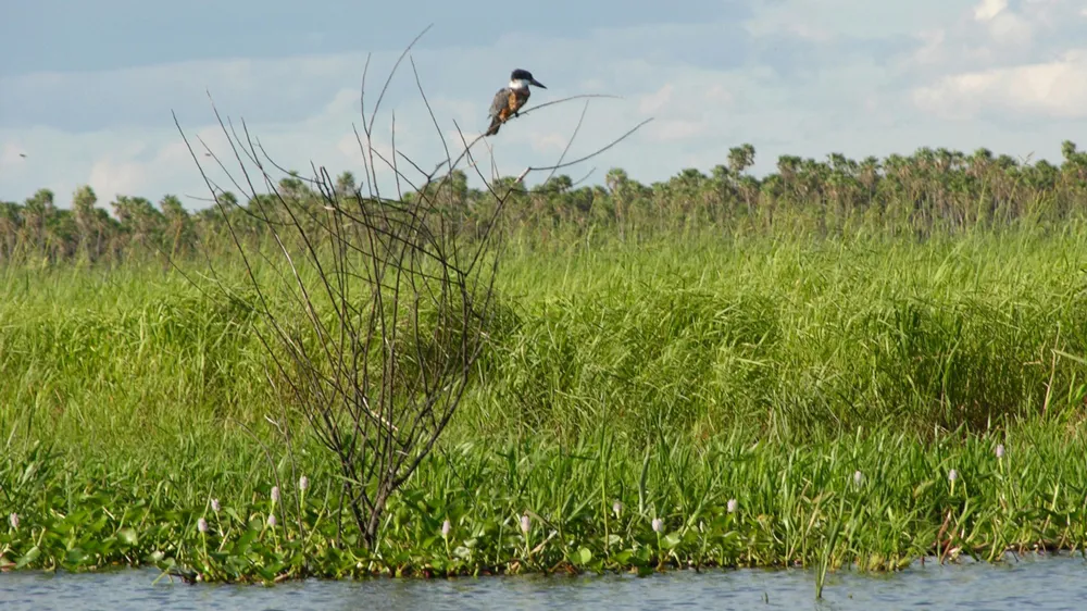 Vùng đất ngập mặn lớn nhất hành tinh bị tàn phá