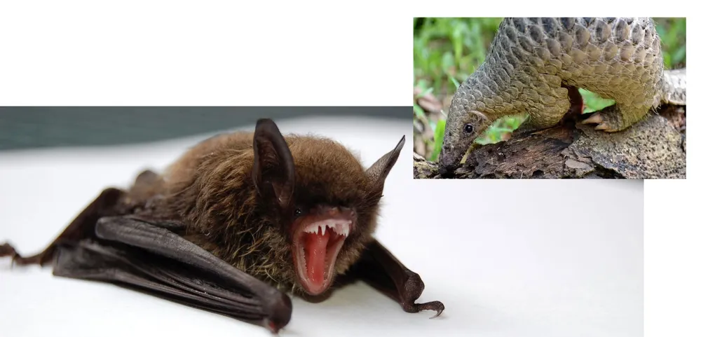 Chung sống an toàn với động vật hoang dã ảnh 1