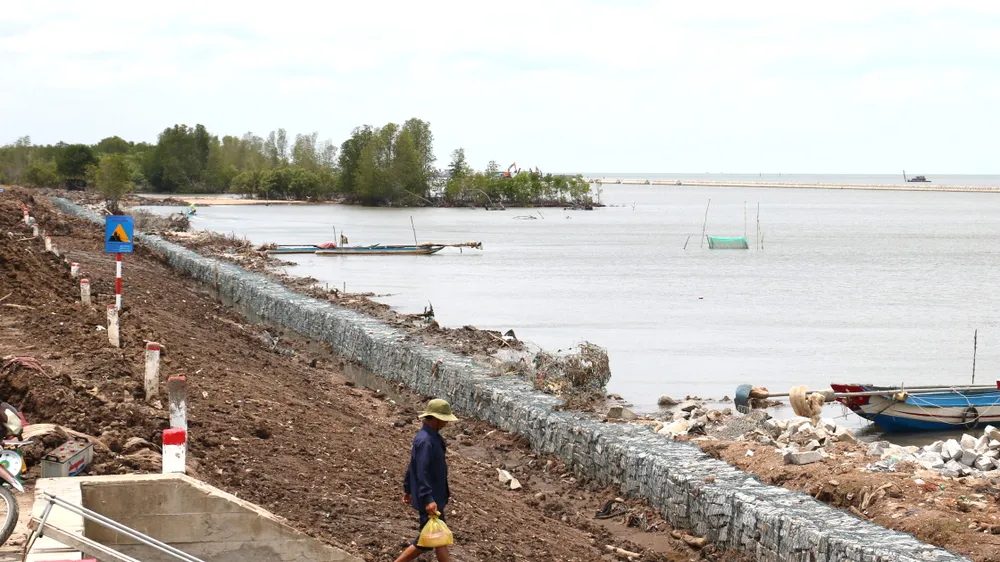 Hộ đê khẩn cấp tại các điểm sạt lở nguy hiểm trên tuyến đê biển Tây. Ảnh: TẤN THÁI