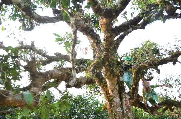 Trà ngon cũng cần chốn… an cư ảnh 3