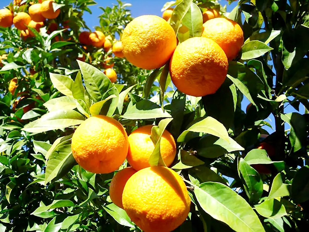 Chiết xuất cam thành điện