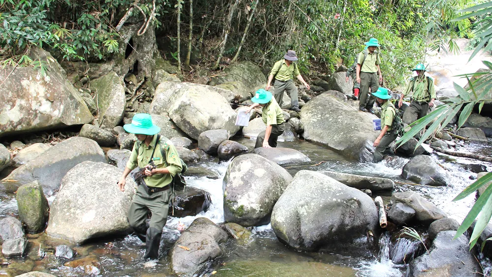 Áp lực người giữ rừng ảnh 1