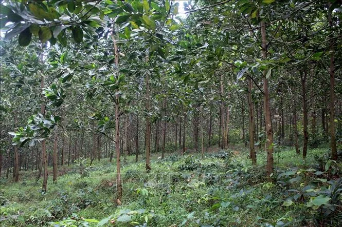 Ảnh minh họa: TTXVN