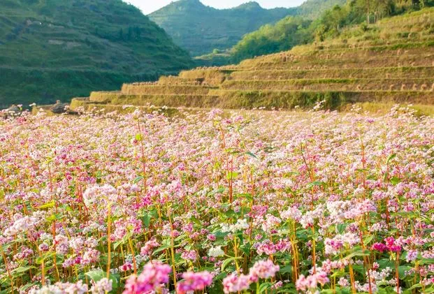 Trở lại “đường đua” du lịch từ những vùng xanh ảnh 1