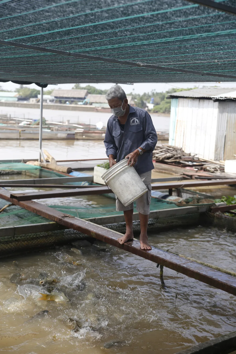 Bình yên làng cá Tân Mai ảnh 3