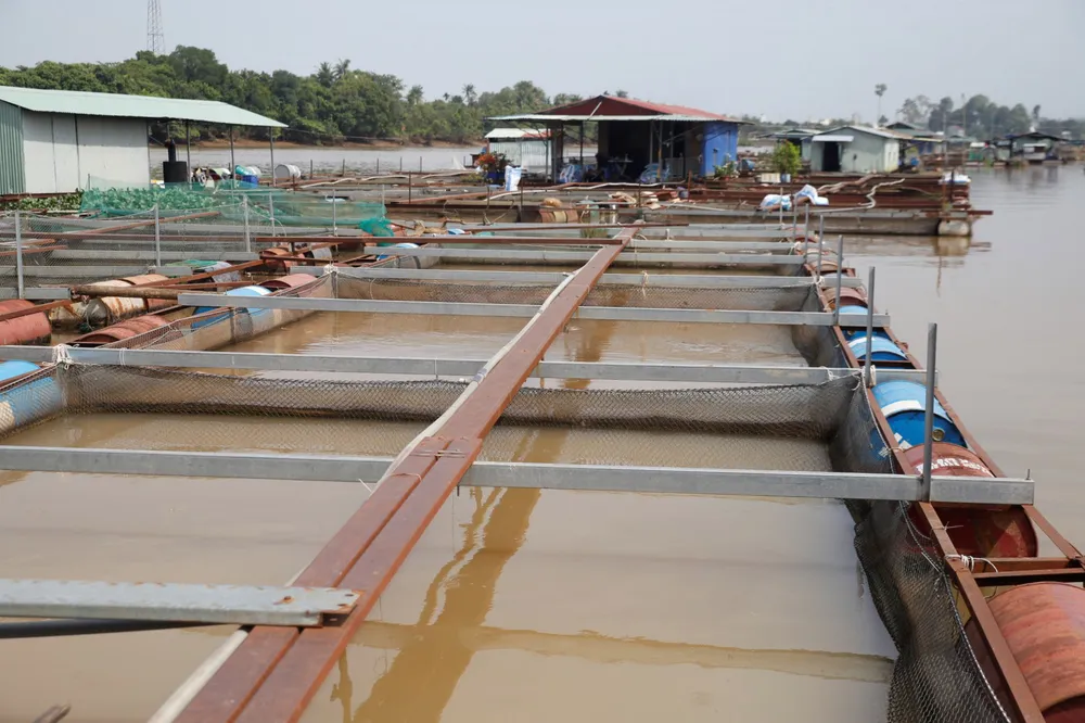 Bình yên làng cá Tân Mai ảnh 2