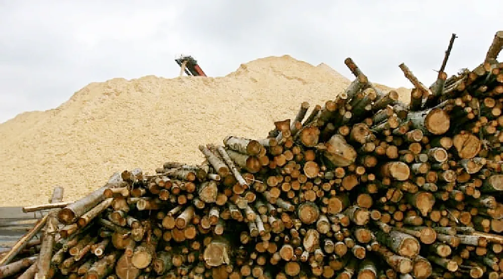 Một khu rừng trồng ở Phần Lan chuyên làm nguyên liệu sản xuất giấy và pin