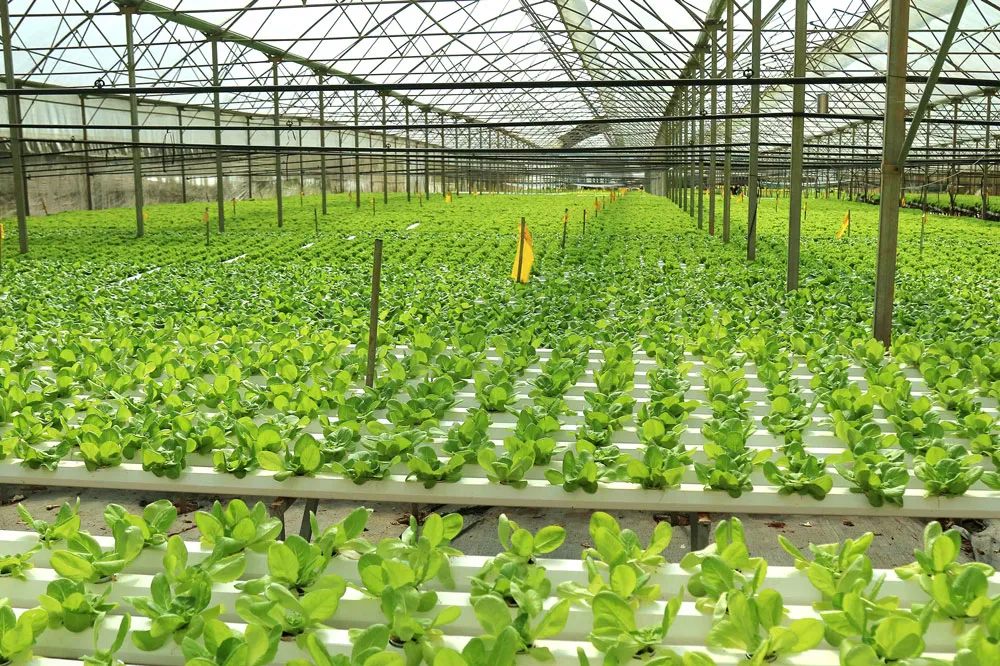 Sắc màu rau, củ ảnh 1