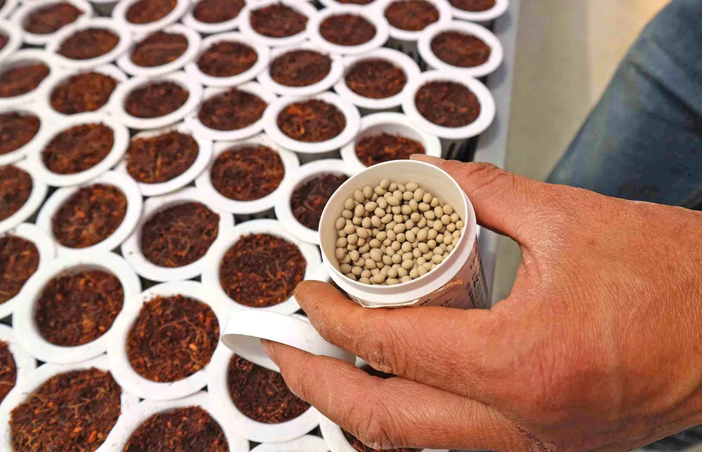 Sắc màu rau, củ ảnh 2