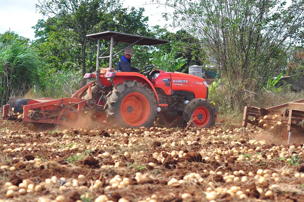 Sắc màu rau, củ ảnh 5