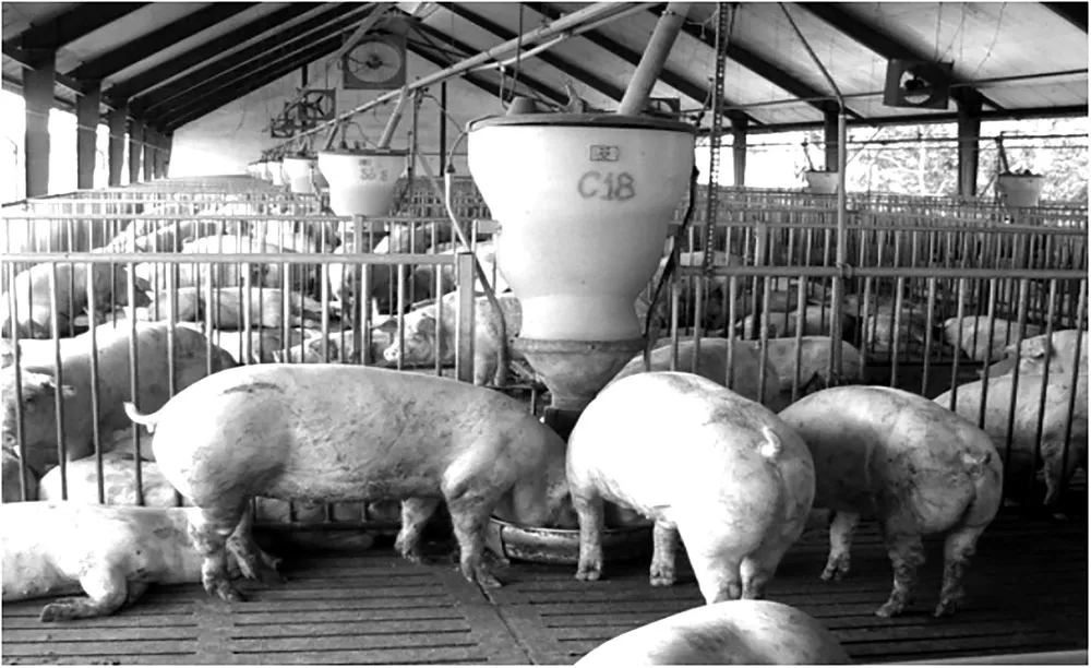 Xây dựng vùng, cơ sở an toàn dịch bệnh động vật tại TPHCM ảnh 1