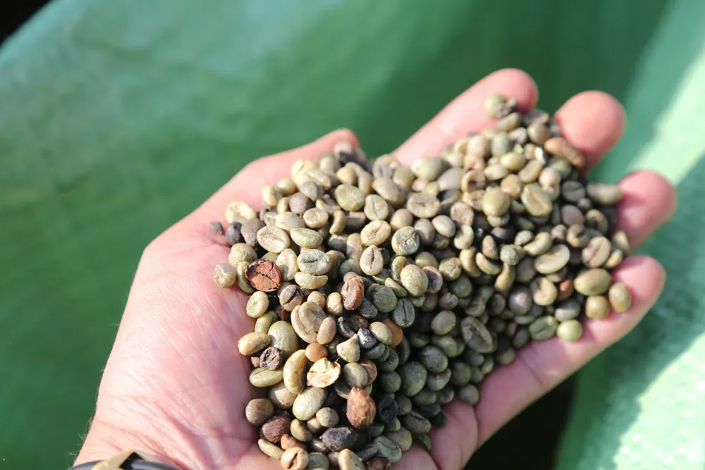 Rộn ràng mùa cà phê ở Tây Nguyên ảnh 5