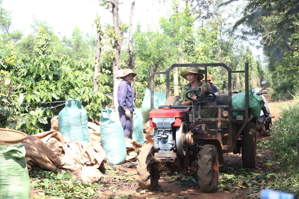 Rộn ràng mùa cà phê ở Tây Nguyên ảnh 4