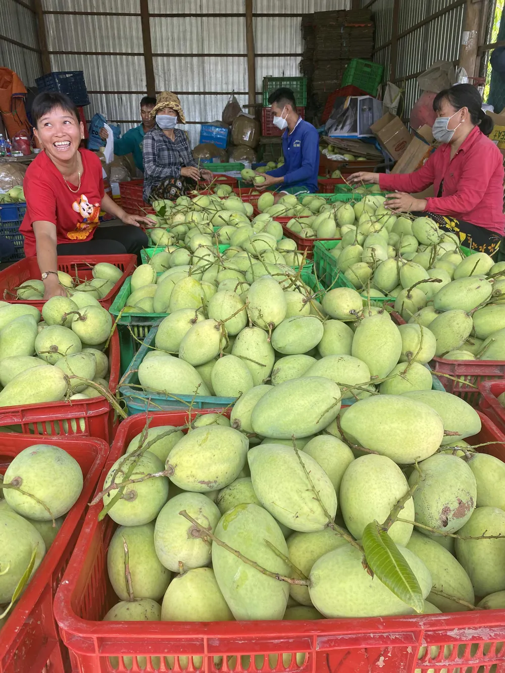 Trái xoài miền Tây có nhiều cơ hội xuất sang Trung Quốc