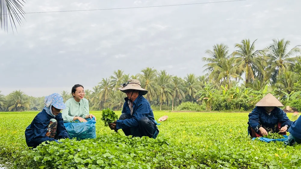 Chị Nguyễn Ngọc Hương cùng những người nông dân chăm chút vùng nguyên liệu trên cánh đồng rau má sạch