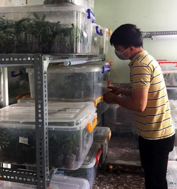 Triệt phá điểm trồng cần sa, truyền đạo “Hội thánh Đức Chúa Trời” ảnh 2