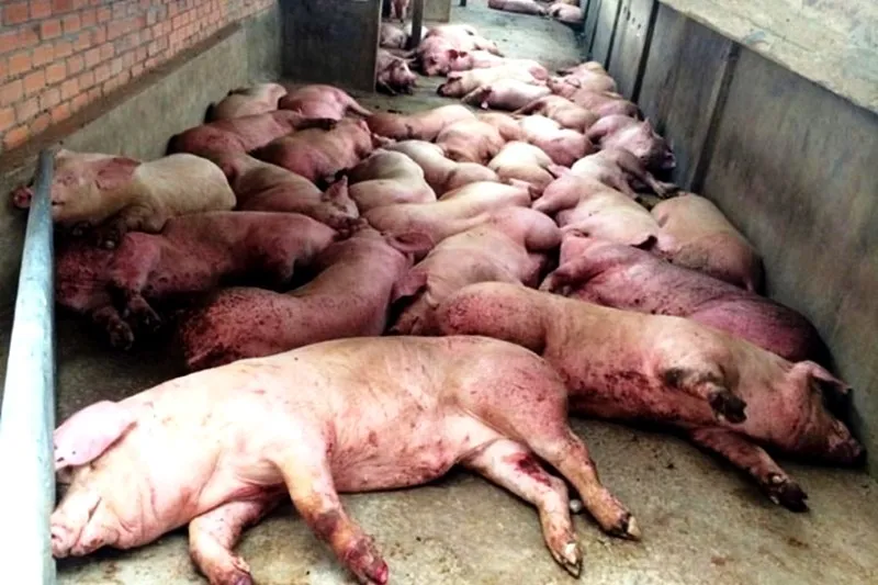 Tả heo có lây sang người khi dùng thịt heo chưa nấu chín? ảnh 1