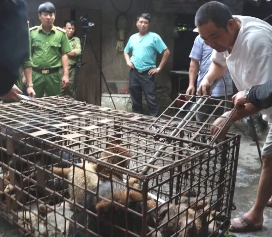 Khởi tố bà chủ đàn chó 9 con cắn chết cậu bé 7 tuổi  ảnh 1